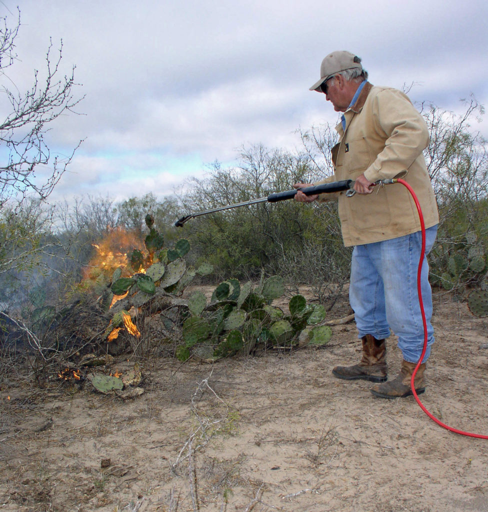rancher burning prickly pear in south Texas