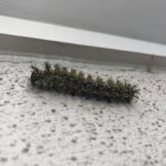 Eastern Buck Moth caterpillar