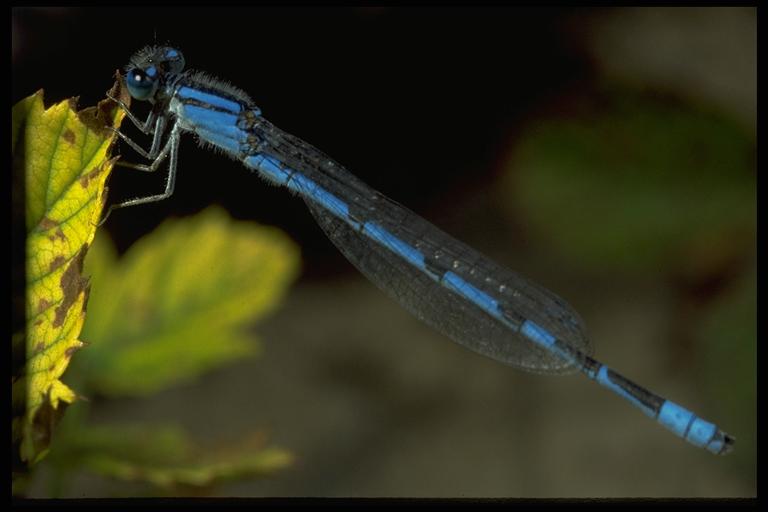 A damselfly. Photo by R. Parker.
