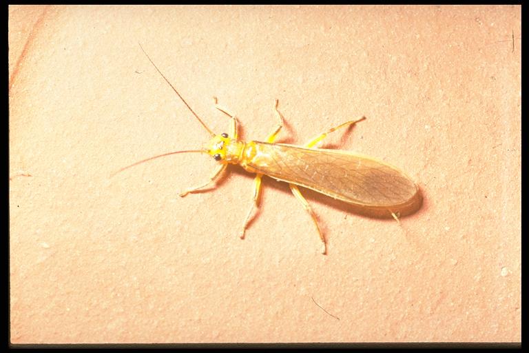 A stonefly, (Plecoptera), adult. Photo by Drees.