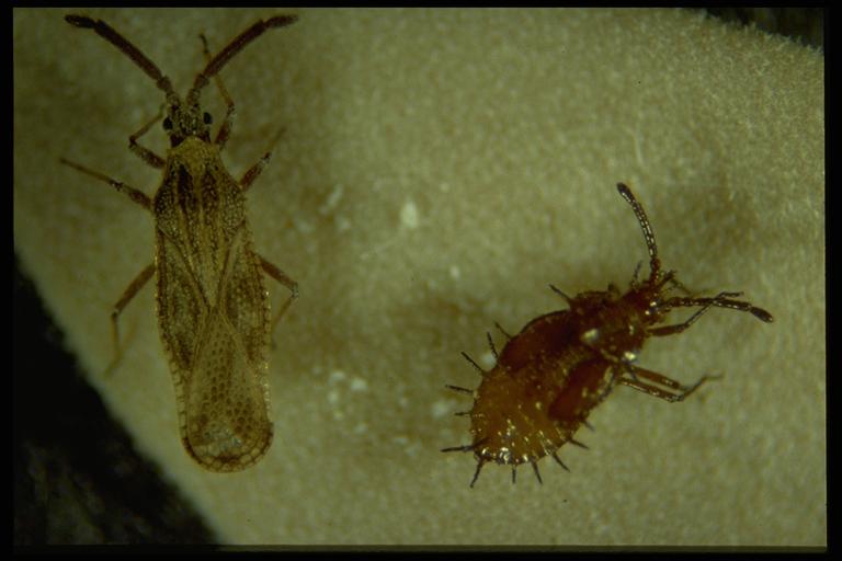 Lantana lace bug, Teleonemia scrupulosa Stål (Hemiptera: Tingidae). Photo by Drees.