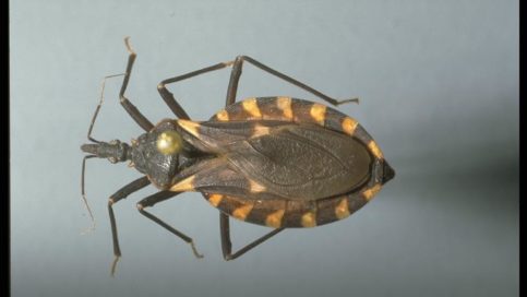 A bloodsucking conenose bug or "kissing" bug, Triatoma sp. (Hemiptera: Reduviidae). Photo by Drees.