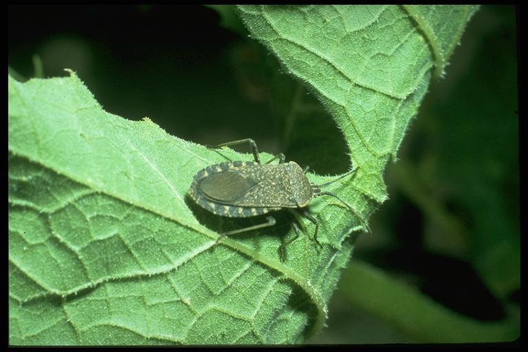 Squash bug, Anasa tristis (DeGeer) (Hemiptera: Coreidae). Photo by J. V. Robinson.