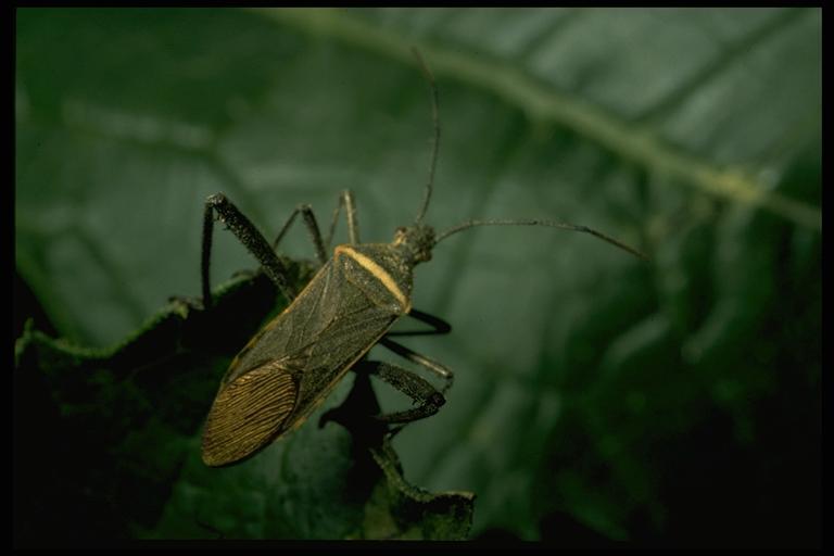 Coreid bug, Phthia picta (Drury) (Hemiptera: Coriidae), adult. Photo by Drees. 