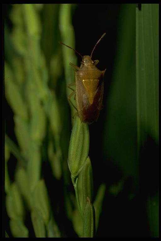 Rice stink bug, Oebalus pugnax (Fabricius) (Hemiptera: Pentatomidae), adult. Photo by Drees.