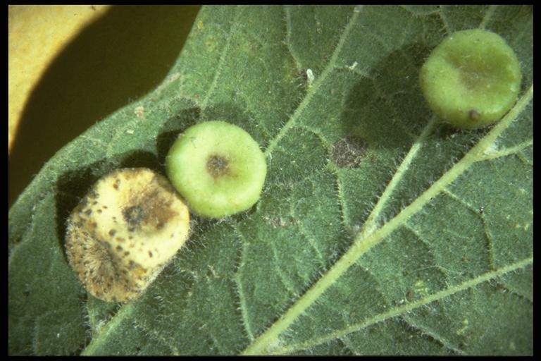 A hackberry gall psyllid, Pachypsylla sp. (Homoptera: Psyllidae), galls. Photo by Drees.