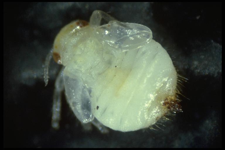 A hackberry gall psyllid, Pachypsylla sp. (Homoptera: Psyllidae), nymph. Photo by Drees.