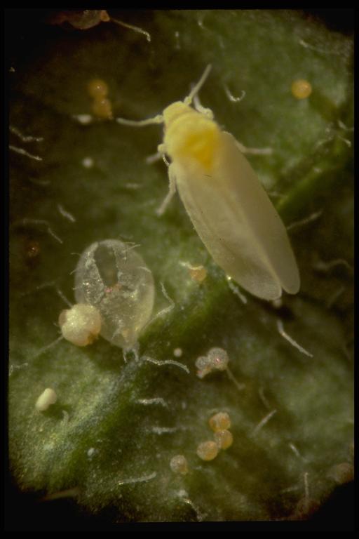 Silverleaf whitefly, Bemisia argentifolii Bellows & Perring (Homoptera: Aleyrodidae), adult and pupal skin. Photo by Drees. 