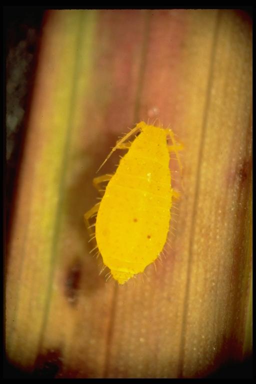 Yellow sugarcane aphid, Sipha flava (Forbes) (Homoptera: Aphididae). Photo by Drees. 