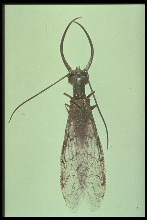   A dobsonfly, Corydalus sp. (Neuroptera: Corydalidae), male. Photo by C. L. Cole.