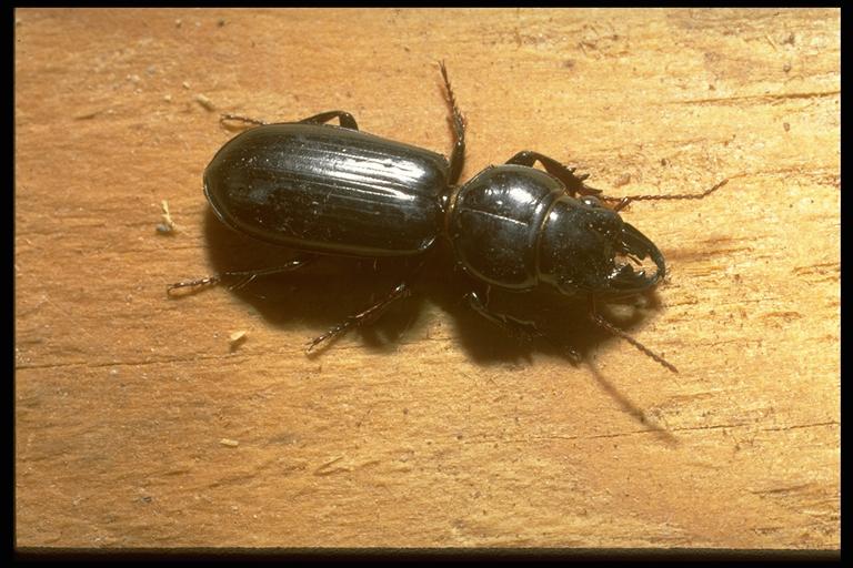   Ground beetle, Scarites subterraneus Fabricius (Coleoptera: Carabidae). Photo by Drees.