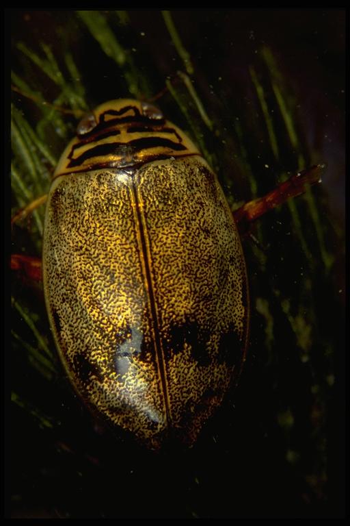  A diving beetle, Thermonectus sp. (Coleoptera: Dytiscidae). Photo by Drees.