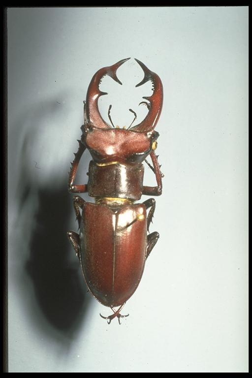   Stag beetle, Lucanus elaphus Fabricius (Coleoptera: Lucanidae), male. Photo by Drees.