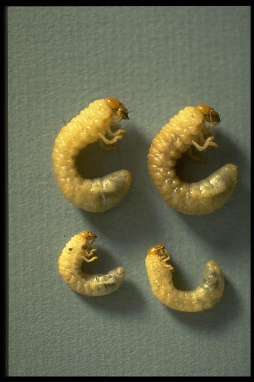  White grubs (Coleoptera: Scarabaeidae), June beetle larvae. Photo by Drees.