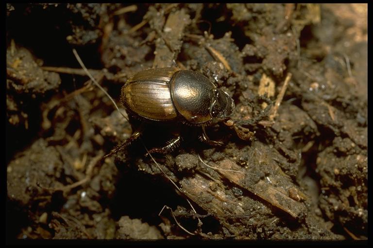   Introduced dung beetle, Onthophagus gazella Fabricius (Coleoptera: Scarabeidae). Photo by Drees.