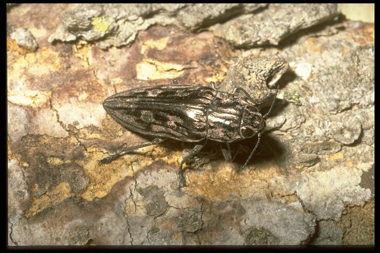   Metallic woodboring beetle, Chalcophora virginiensis (Drury)(Coleoptera: Buprestidae), adult, common in pine trees. Photo by Drees.