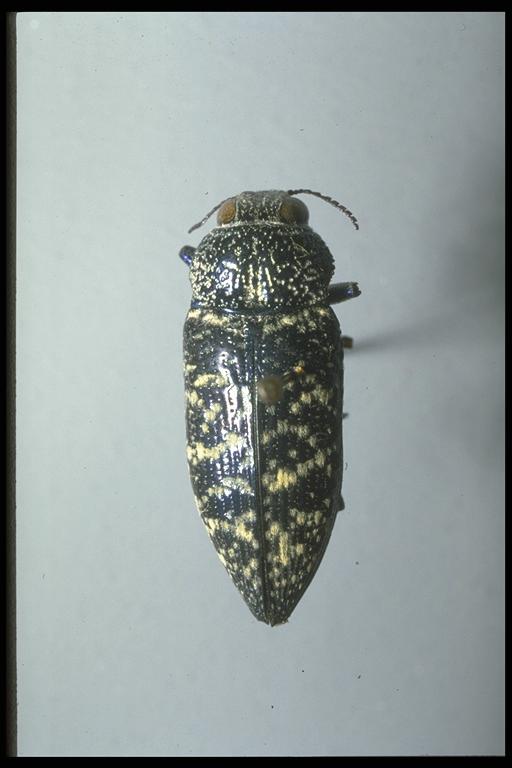   A metallic woodboring beetle, Chrysobothris sp. (Coleoptera: Buprestidae), adult. Photo by Jackman.
