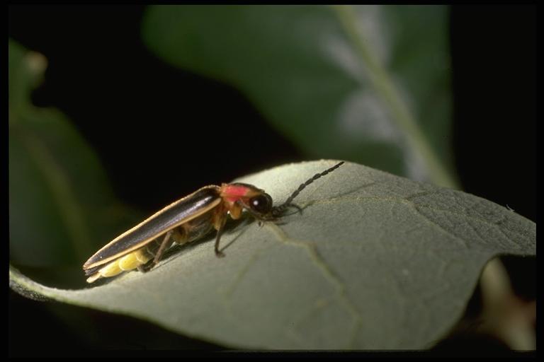   A firefly, Photinus sp. (Coleoptera: Lampyridae). Photo by Drees.