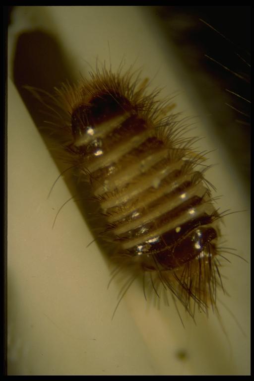   A dermestid beetle, (Coleoptera: Dermestidae), larva. Photo by Drees.