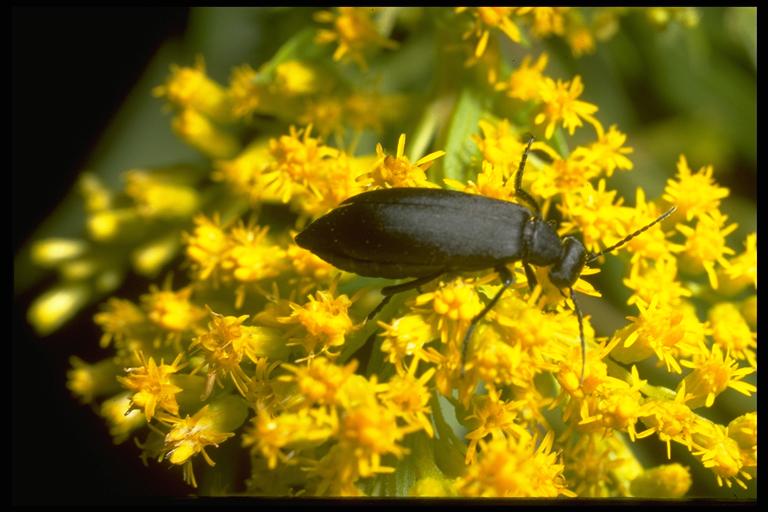  Black blister beetle, Epicauta pennsylvanica (DeGeer)(Coleoptera: Meloidae), on goldenrod flowers. Photo by Drees.