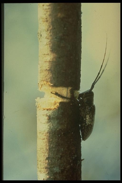   Twig girdler, Oncideres pustulatus LeConte (Coleoptera: Cerambycidae), female. Photo by M. E. Rice.