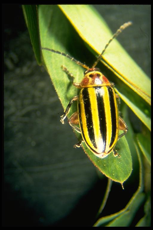  Flea beetle, Disonycha fumata LeConte (Coleoptera: Chrysomelidae). Photo by Drees.