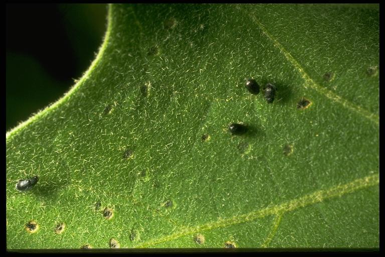   Flea beetles, (LeConte) (Coleoptera: Chrysomelidae), larvae common on prickly pear and Hercules club. Photo by Jackman.