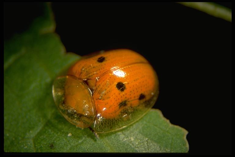   Golden tortoise beetle, Charidotella sexpunctata bicolor (Fabricius) (Coleoptera: Chrysomelidae), disturbed adult (undisturbed adults are golden). Photo by Drees.
