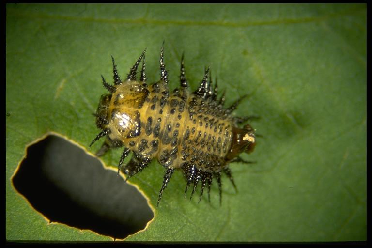   A tortoise beetle, Chelymorpha sp. (Coleoptera: Chrysomelidae), larva. Photo by Drees.