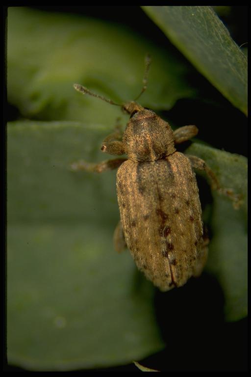   Alfalfa weevil, Hypera postica (Gyllenhal)(Coleoptera: Curculionidae). Photo by Drees.