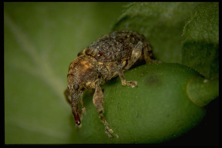  Plum gouger, Coccotorus scutellaris LeConte (Coleoptera: Curculionidae), on Mexican plum. Photo by Drees.