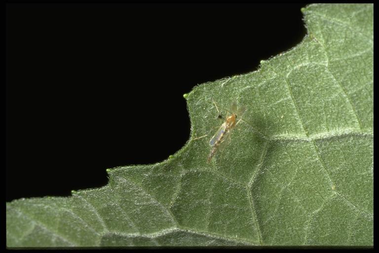 A midge, (Diptera: Chironomidae). Photo by J. V. Robsinson.