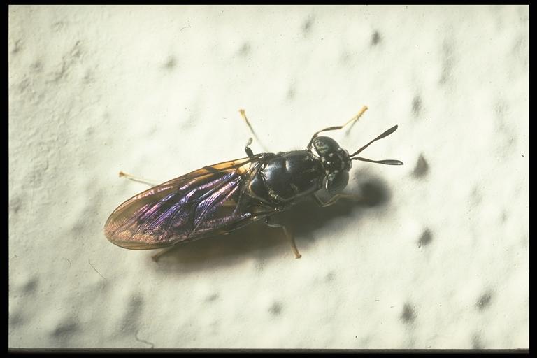 Black soldier fly, Hermetia illucens Linnaeus (Diptera: Stratiomyidae), adult. Photo by Drees.
