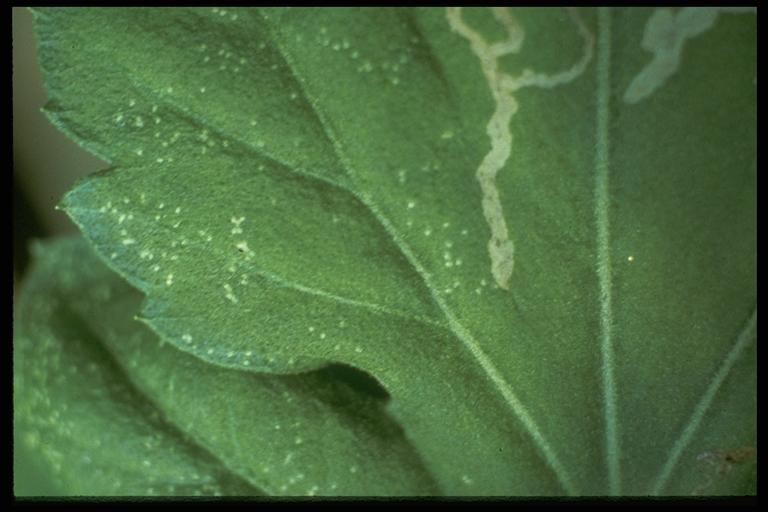 Serpentine leafminer, (Diptera: Agromyzidae), maggot damage to chrysanthemum. Photo by H. A. Turney.