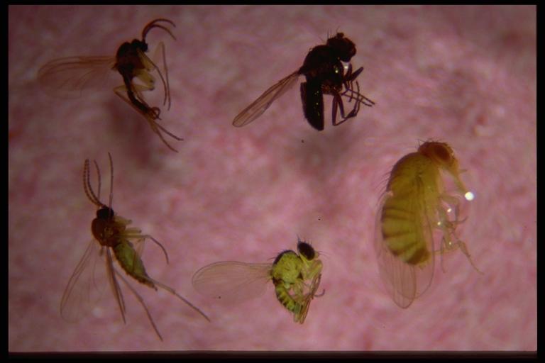 Small flies, (Diptera); Fungus gnats, (Sciaridae) (top); leafminer fly, (Agromyzidae) (middle left); shore fly, (Ephydridae) (middle right); fruit fly, (Drosophila) (bottom). Photo by Drees.