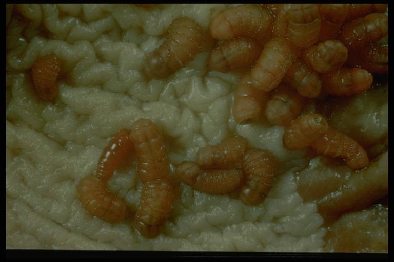 Horse bot fly, Gasterophilis intestinalis (DeGeer) (Diptera: Oesteridae), maggots. TAEX file photo.