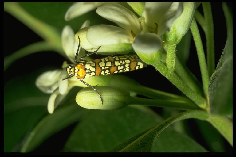 Ermine moth or ailanthus webworm, Atteva punctella (Cramer) (Lepidoptera: Yponomeutidae). Photo by Drees.