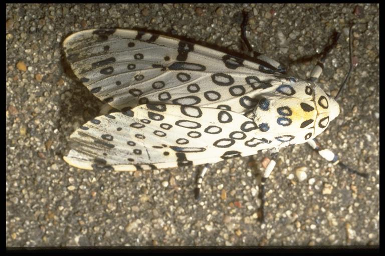 Great leopard moth, Hypercompe scribonia (Linnaeus) (Lepidoptera: Arctiidae), adult. Photo by Drees.