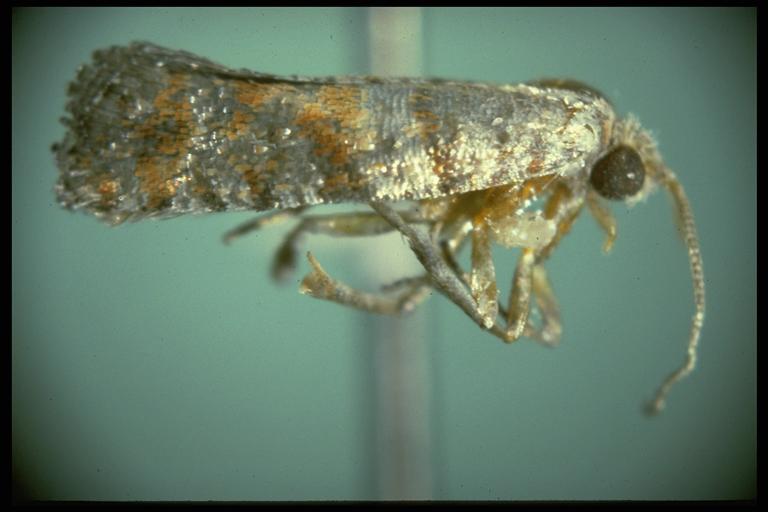 Nantucket pine tip moth, Rhyacionia frustrana (Comstock) (Lepidoptera: Tortricidae ), adult. Photo by Drees.