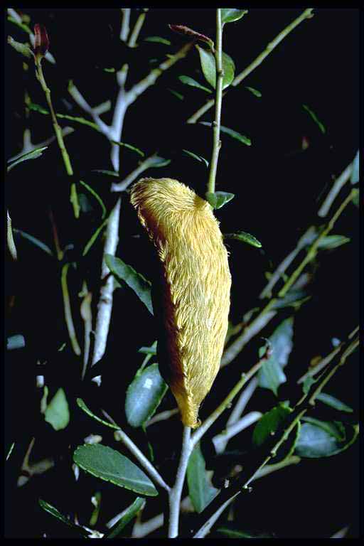 Puss caterpillar or "asp", Megalopyge opercularis (J. E. Smith) (Lepidoptera: Megalopygidae). Photo by Drees.