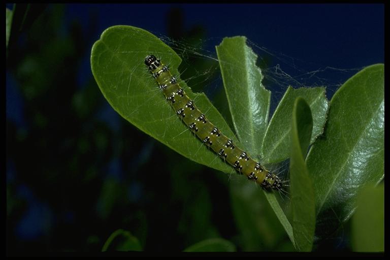 Genista caterpillar, Uresiphita (=Tholeria) reversalis (Guenee) (Lepidoptera: Pyralidae), caterpillar on Texas mountain laurel. Photo by Drees.