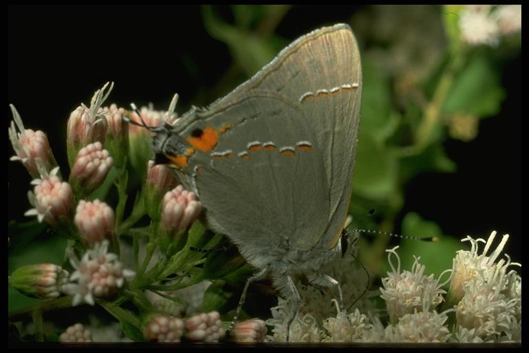 Cotton square borer or gray hairstreak, Strymon melinus Hübner (Lepidoptera: Lycaenidae). Photo by Drees.