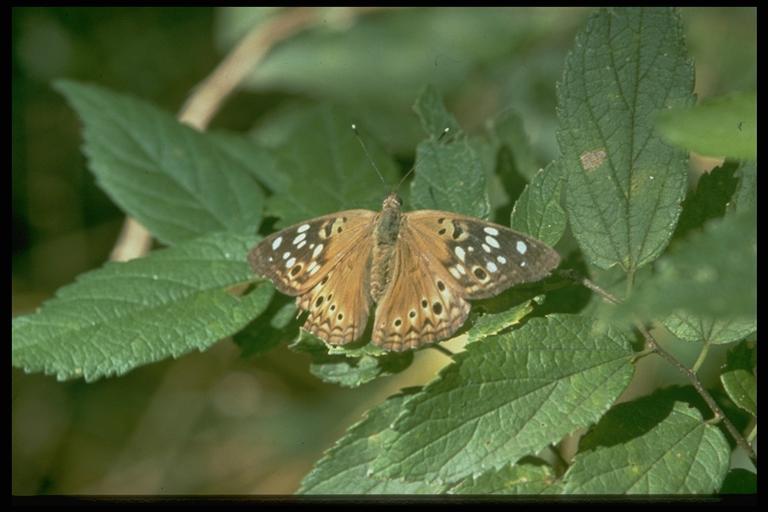 Hackberry butterfly, Asterocampa celtis (Boisduval & LeConte) (Lepidoptera:Nymphalidae). Photo by N. Mirro.