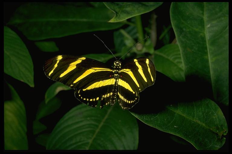 Zebra longwing, Heliconius charitonius vazquezae Comstock & Brown (Lepidoptera: Heliconiidae). Photo by Drees.