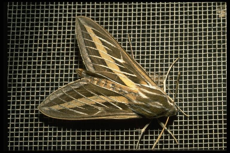 Whitelined sphinx, Hyles lineata (Fabricius) (Lepidoptera: Sphingidae), adult. Photo by Drees.