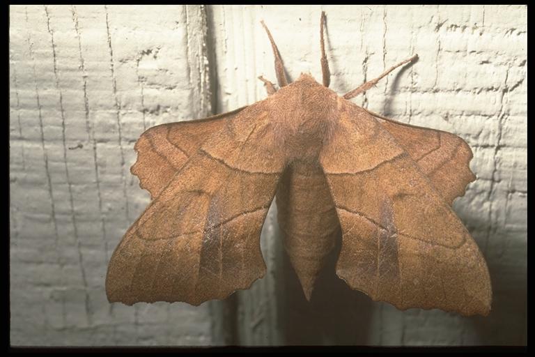 Walnut sphinx, Laothoe juglandis (J. E. Smith) (Lepidoptera: Sphingidae), adult. Photo by Drees.