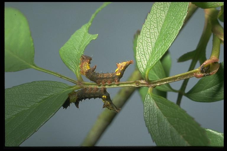 Unicorn caterpillar, Schizura unicornis (J. E. Smith) (Notodontidae), on swamp rose. Photo by Drees.