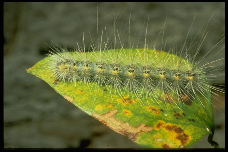 Fall webworm, Hyphantria cunea (Drury) (Lepidoptera: Arctiidae), caterpillar. Photo by C. L. Barr.