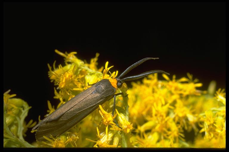 Yellowcollared scape moth, Cisseps fulvicollus (Hübner)(Lepidoptera: Ctenuchinae). Photo by Drees.