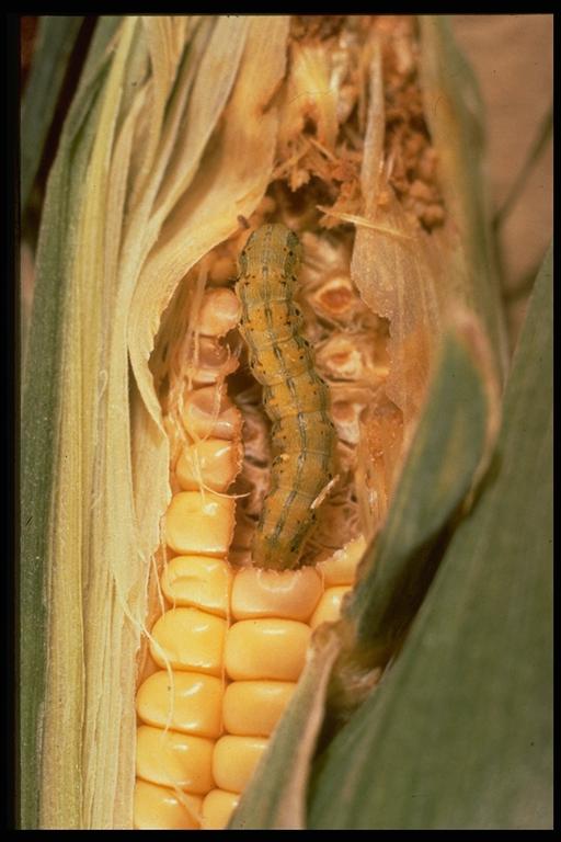 Corn earworm, Helicoverpa zea (Boddie) (Lepidoptera: Noctuidae), in sweet corn. Photo by G. McIlveen, Jr.